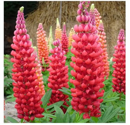 Lupin West Country 'Beefeater' - 3 Established 9cm Plants, Perennial Plants Ready for Garden/Patio/Balcony. Plants Online Great Value