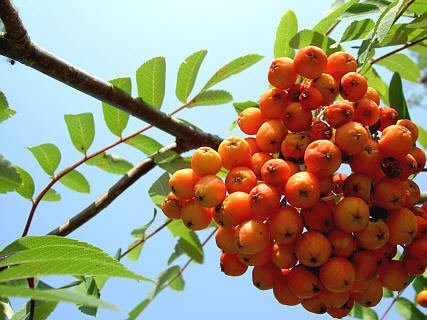 Eberesche Samen, Vogelbeere ca 50 Korn -Sorbus aucuparia-