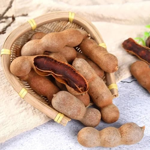 semi freschi di tamarindo biologici fresca da interno con perenni resistenti balcone alla vecchie varietà rialzate per 12pcs