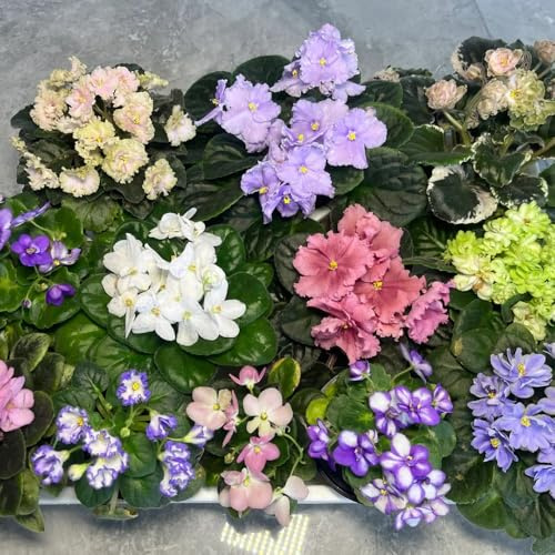 semi di violetta africana in vaso giardino sul balcone rampicanti rare da interno varietà biologiche tradizionali tappezzante e resistente 120pcs