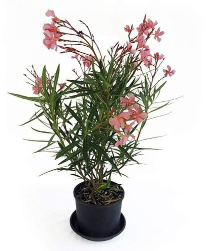 Adelfa Natural Planta con Inflorescencias Rosas