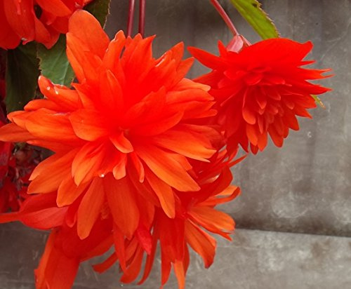 Ausverkauf Begonienzwiebeln : Begonia - Begonie  pendula orange basket  1 Blumenzwiebel/Knolle