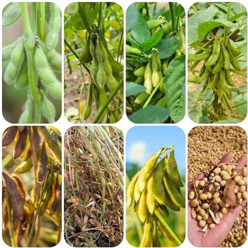 semillas de soja -Serie Plantas Raras- Verduras Plantas resistentes en macetas Semillas orgánicas de verduras de invierno, planta ajedrea Semillas de hortalizas para techos verdes 300pcs