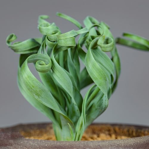 Albuca Spiralis - winterharte kübelpflanzen winterharte für balkon stauden winterhart mehrjährig fleischfressende balkonpflanzen winterhart topfpflanzen 30samen