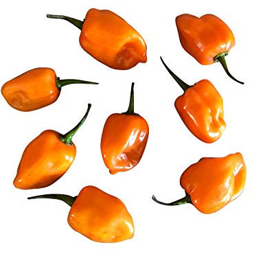 10 semi di peperoncino Habanero Orange, by Samenchilishop – semi store-