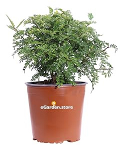 Pianta di Pepe Giapponese pianta di Zanthoxylum Beecheyanum pianta da esterno pianta ornamentale pianta vera venduta da eGarden.store