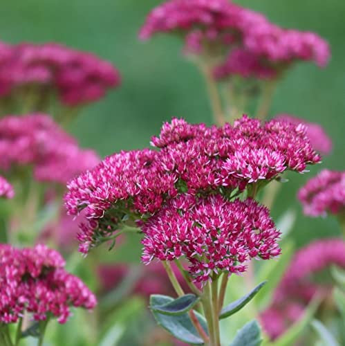 12 unità Sedum 'Herbstfreude' - Spiga Autunnale Vaso 9x9cm ±1 m² - Sedum con Fiori Rosa e Crescita Vigosa