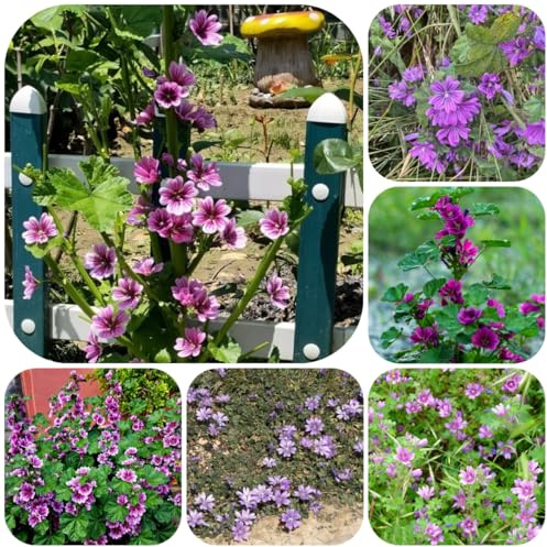 semi di malva - giardino roccioso resistenti Malva sylvestris - autunnali resistenti decorazione da giardino per esterni esterno biologici 700pcs