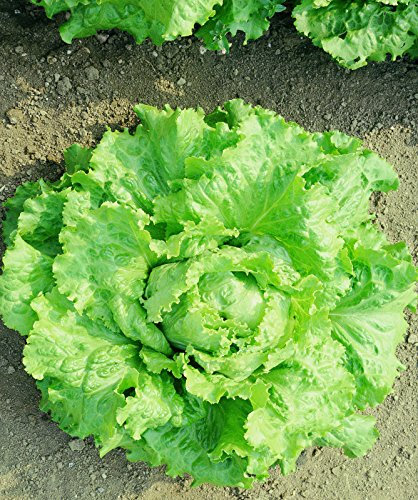 LATTUGA CAVOLO DI NAPOLI NR.2000 SEMI