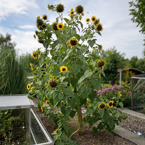 100 Samen große gelbe Sonnenblume Höhe bis 4m, viele Blüten, Helianthus Sonnenblumensamen Saatgut, hohe viele gelbe Blüten, Bienenmagnet Sonnen Blumen, Garten Geschenk