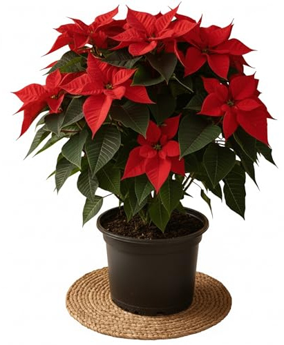 Poinsettia Plant XL 60cm - Indoor Christmas Plant, Real Live Plant, Real Festive Christmas House Plants Indoor Potted Plants (50-80cm)