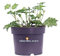 Pianta di Geranium Rozanne Pianta di Geranio Blu pianta da fiore pianta da esterno pianta di Geranio Rozanne ornamentale pianta tappezzante pianta vera venduta da eGarden.store