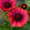 Semillas de flores de Gaillardia rosadas, 100 unidades para plantar
