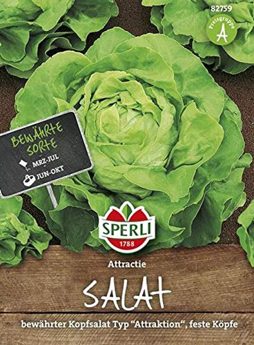 82759 Sperli Premium Kopfsalat Samen Attraktion | Zart | Große Köpfe | Kopfsalat Saatgut | Salat Saatgut | Schossfest