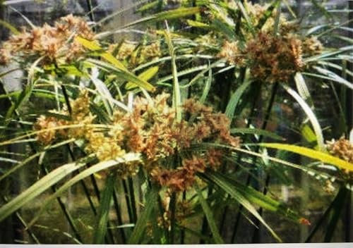 10.000+ Samen Freiland-Zyperngras -Cyperus glaber- Zypergras