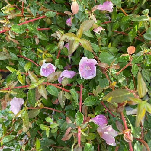 Vivai le Georgiche - Pianta vera di Abelia x grandiflora Pinky Bells Abelia 'Lynn' - vaso Ø 22 cm - altezza alla vendita 30-40 cm