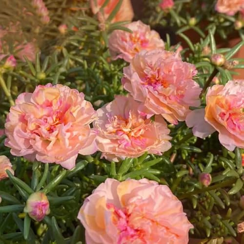 Semillas de verdolaga - semillas de Portulaca grandiflora - orgánicas las son resistentes decoración de jardín para exterior 100pcs