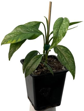 Epipremnum hanoman sp. bali variegata – seltene Zimmerpflanze mit Panaschierung | Kletterpflanze für Moosstab, Rankstab & Indoor Jungle | exklusive Sammler-Pflanze für Wohnräume