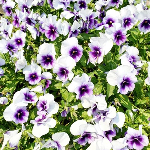 semi di viola del pensiero, resistenti decorazione balcone 85pcs