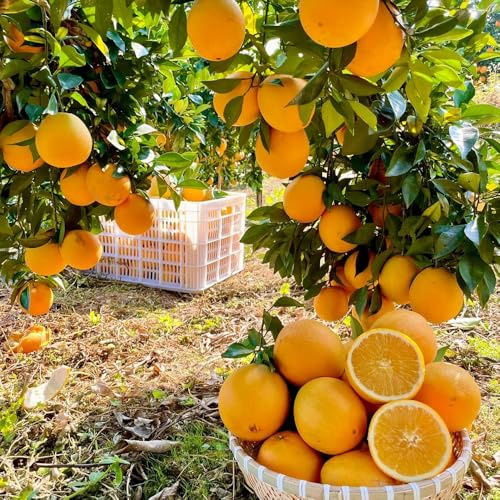 Apfelsinenbaum, Citrus sinensis, Saftorangen, obstgarten alte sorten balkonpflanzen obstbäume kaufen säulenobst säulenobstbäume garten 45Samen
