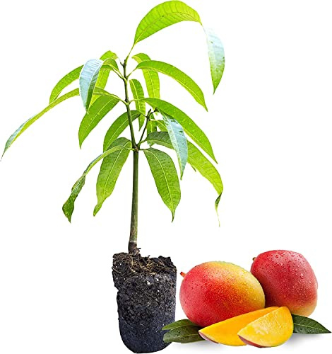 DECOALIVE Mango Planta Frutal Tropical para Exterior Melocotón de los Trópicos Árbol Natural