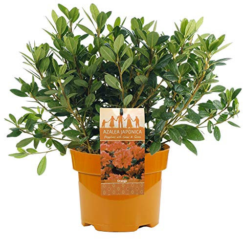 AZALEE DU JAPON ORANGE ARBUSTE A FEUILLAGE PERSISTANT POUR JARDIN PLANTE EN 2L POT x 1