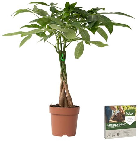 Plant in a Box - Pachira aquatica - Pokon - Alberi del denaro - Vaso 17cm - Altezza 60-70cm - Piante d'appartamento