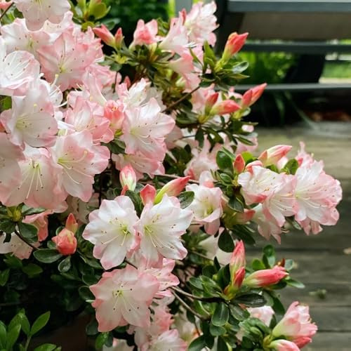 Semillas de rododendro resistentes - camas elevadas, balcón azalea jardín interior perennes 90pcs