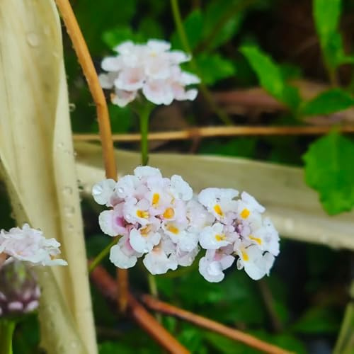 verbena velenifera strisciante giardino aromatico sul balcone, autunnali interno balcone per zone soleggiate di selvatiche semi di 200semi