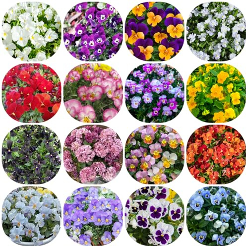 Stiefmütterchen - gartenblumen balkonblumen hochbeet blumensamen mehrjährig winterhart schnittblumen winterharte kübelpflanzen balkongarten bio pflanzensamen kletterpflanzen seltene 850samen