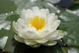 Mühlan Wasserpflanzen 1 SEEROSE der Sorte Ernst Epple Sen, Weisse Blüte