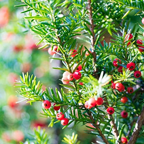Gardline - Fruchtende Bechereibe Taxus media Hicksii 60-80 cm IM TOPF. Angebot: 3-200 Eiben - 5 St. (ca. 1,5 Meter)