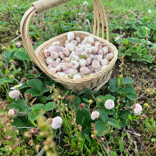 semillas de fresa silvestre, jardín, resistente interior 300pcs