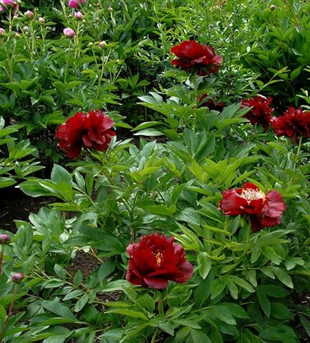 Strauchpfingstrose Rot - Paeonia suffruticosa - lebende Gartenpflanze aus den Baumschulen