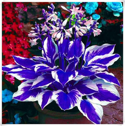 Die auffällige Hosta mit ihrem eleganten und schönen Laub ist pflegeleicht und eignet sich sowohl für den Garten als auch für die Innendekoration.