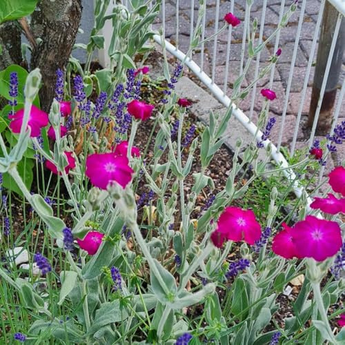 Semillas de Vexiernelke, de exterior resistentes exóticas semillas para invitados raras pradera mariposas Decoración jardín 100pcs