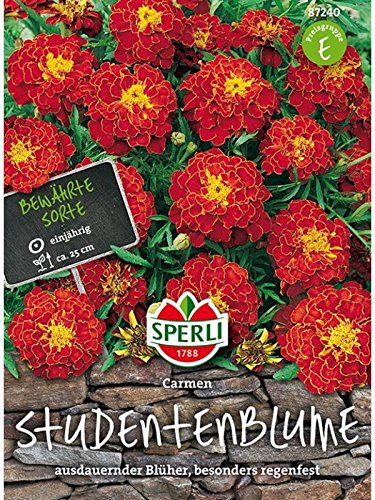 Tagetes Studentenblume Carmen