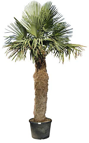 Tropictrees Trachycarpus Fortunei, hauteur 250 cm, hauteur du tronc 140-160 cm