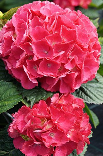 Hortensie Bauernhortensie Red Baron Hydrangea macrophylla Red Baron Containerware 40-50 cm