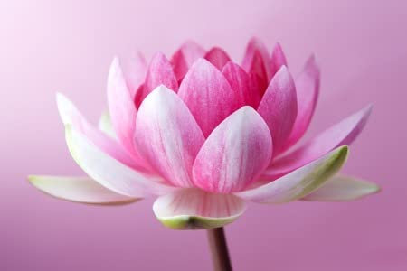 adrium Leinwand-Bild 120 x 80 cm: Seerose, Lotus auf rosa Hintergrund(43411748)