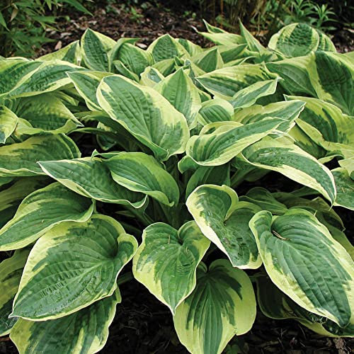 YouGarden Hosta 'Wide Brim', 9cm Potted Plant, Variegated Foliage and Summer Blooms, Shade-Loving Perennial Ready to Plant