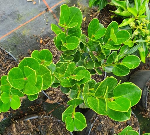 Azoren-Stechpalme - Ilex perado - 20-25cm