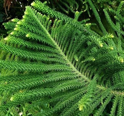 20 graines de plantes Araucaria fraîches