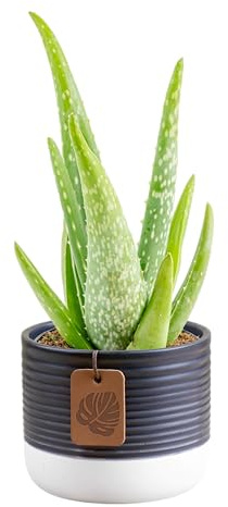 Costa Farms Aloe Vera Live Plant in Decorative Pot, Easy to Maintain, Air Purifying Succulent Indoor Houseplant, Home, Room, or Office Decor, House Warming or Birthday Gift, 12-18 Inches Tall