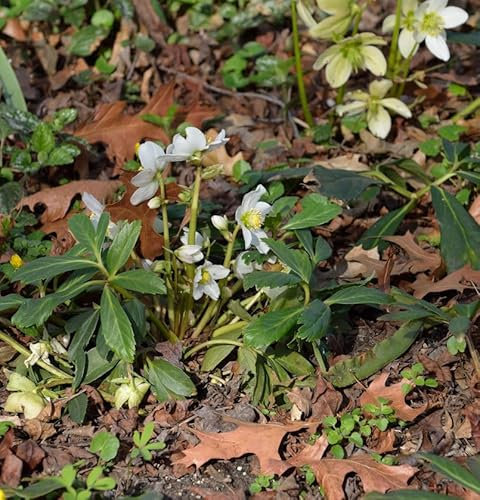 Christrose Josef Lemper - Helleborus niger - lebende Gartenpflanze aus den Baumschulen