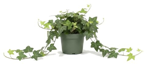 Hedera Helix Verde Natural Hiedra común - DECOALIVE Planta Viva para Interior o Terraza Maceta 13 cm Altura 25 cm