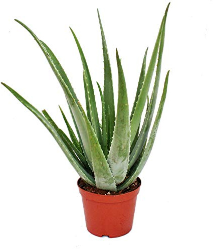 Aloe Vera ca. 7-8 Jahre alt 21cm Topf riesige und sehr alte Pflanze