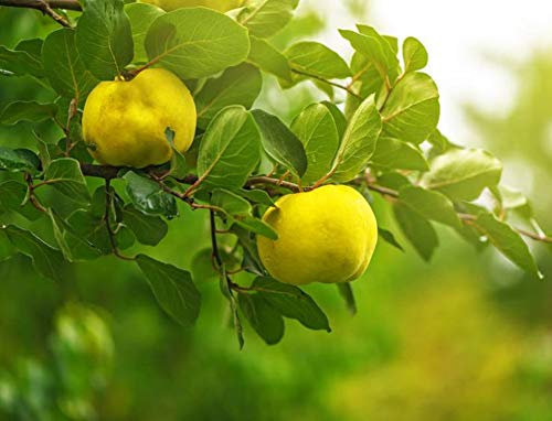SemiSauvage 15 Cognassier Seeds - Quince Fruit Tree - Reproducible Peasant Seeds
