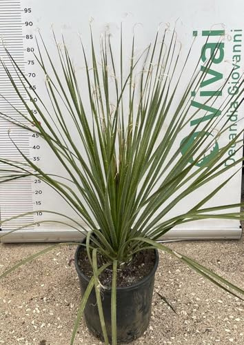 PIANTA DI DASYLIRION VASO 26 CM CUCCHIAIO DEL DESERTO (foto reali)