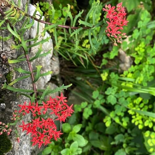 Sedum erythrostictum - Decoración orgánica balcón de silvest 250semillas
